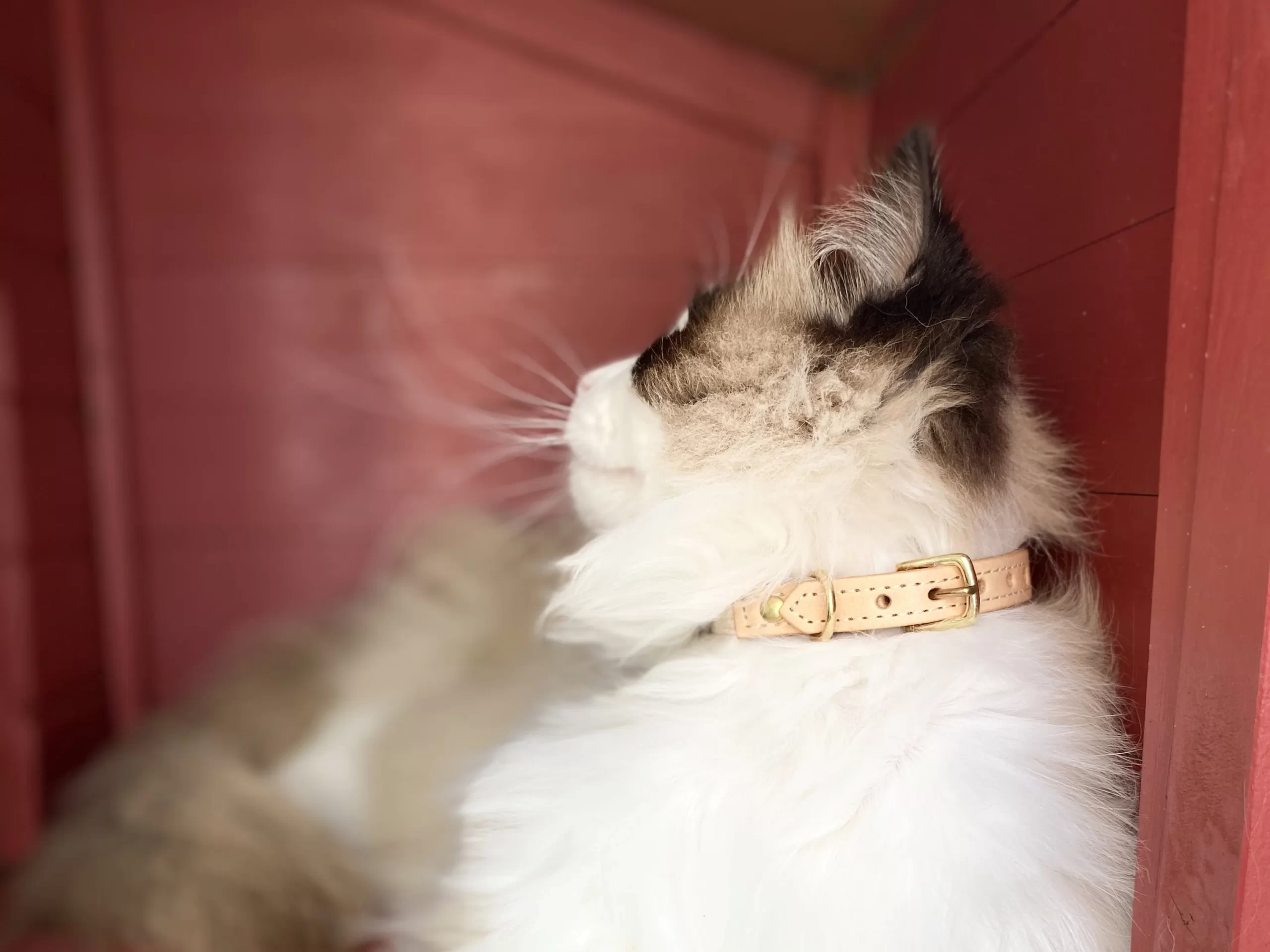 Collier pour chat en cuir PANTHERA TIGRIS – Image 6